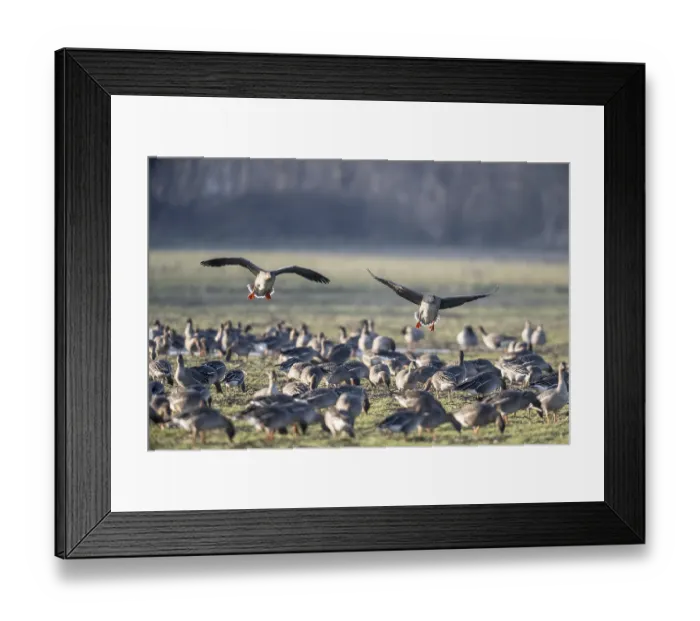 Framed Print : Bean geese (Anser fabalis), Emsland Framed Print : Bean geese (Anser fabalis), Emsland