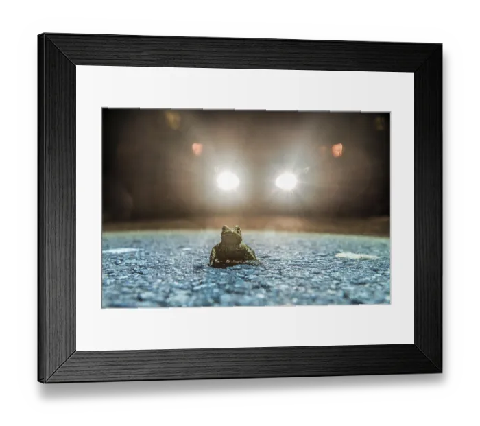 Framed Print : Common toad (Bufo Bufo) during toad migration at night in the spotlight