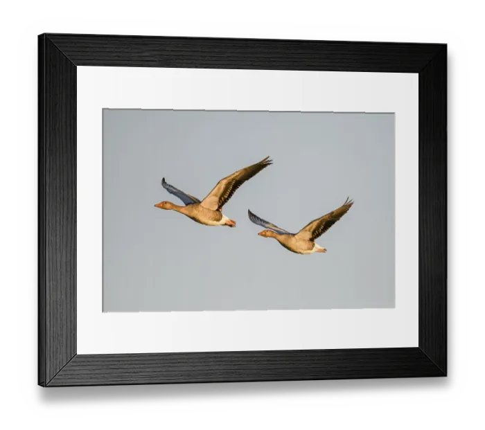 Framed Print : Two greylag geese (Anser anser) flying side by side in the clear sky