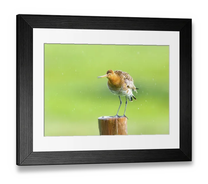 Framed Print : Black-tailed godwit (Limosa limosa) standing on a pole in the rain