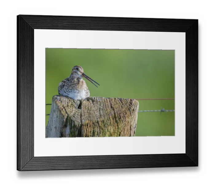 Framed Print : Common snipe (Gallinago gallinago)