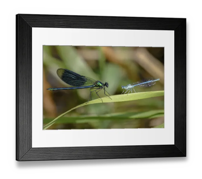 Framed Print : A Banded demoiselle (Calopteryx splendens) on the left and a White-legged damselfly (Platycnemis pennipes)