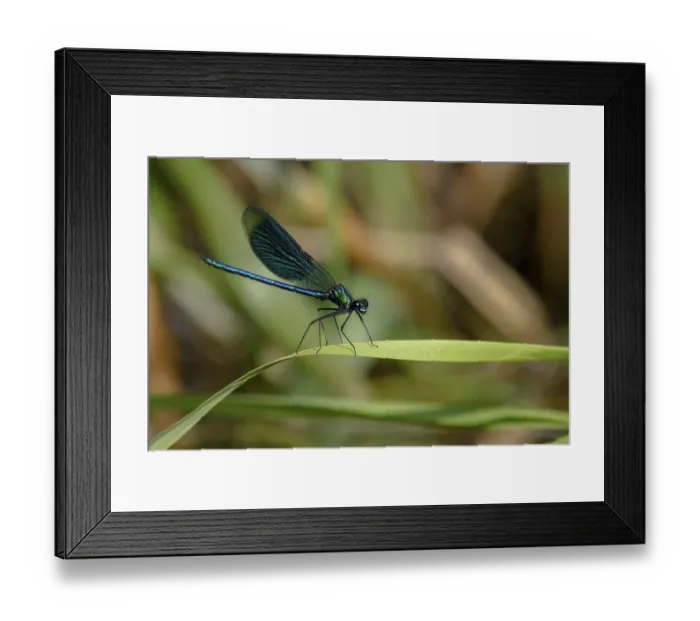 Framed Print : A Banded demoiselle (Calopteryx splendens) sitting on a curved leaf