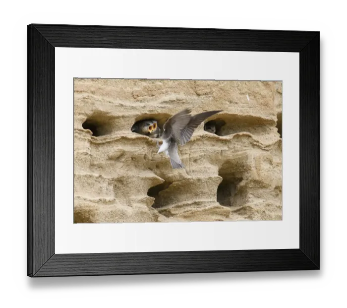 Framed Print : Sand martin (Riparia riparia) nesting in a sand pit Sand excavation and feeding chicks in a nest in a sandy rock face