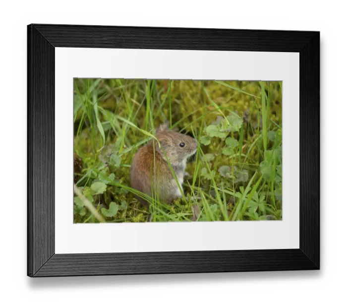 Framed Print : Field vole (Microtus agrestis) adult rodent animal in grassland