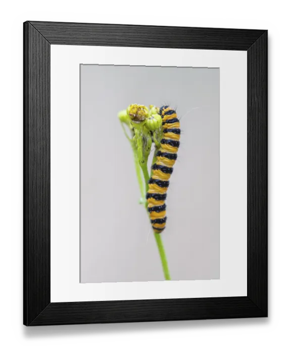Framed Print : Caterpillar of the scabious bear (Tyria jacobaeae)