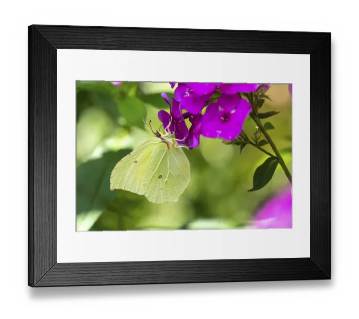 Framed Print : Lemon butterfly (Gonepteryx rhamni)