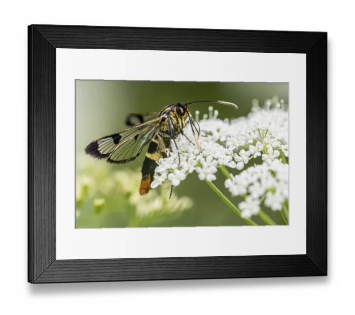 Framed Print : Large birch glasswing (Synanthedon scoliaeformis) Framed Print : Large birch glasswing (Synanthedon scoliaeformis)