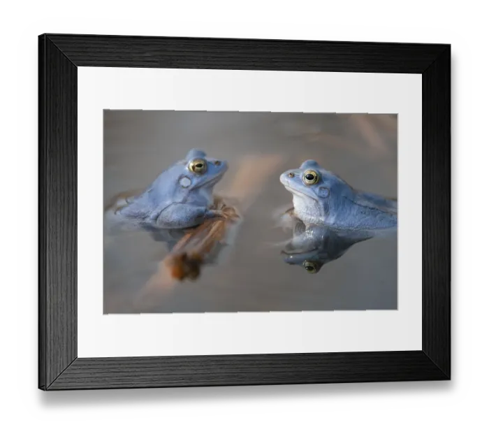 Framed Print : Blue moor frog (Rana arvalis) mating in the moor