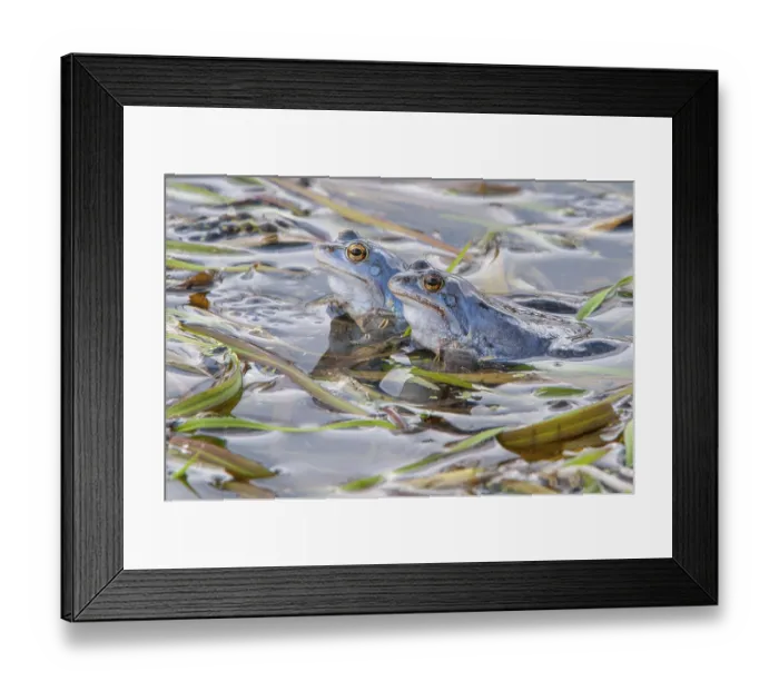 Framed Print : Blue moor frog (Rana arvalis) mating in the moor