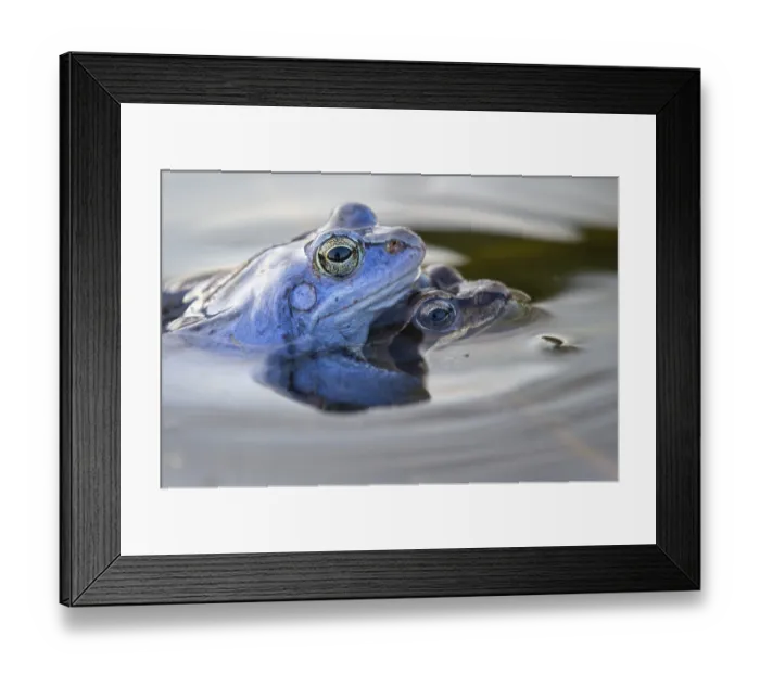 Framed Print : Blue moor frog (Rana arvalis) mating in the moor Framed Print : Blue moor frog (Rana arvalis) mating in the moor