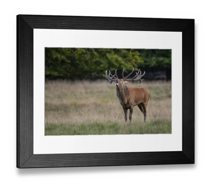 Framed Print : Red deer (Cervus elaphus) in rut