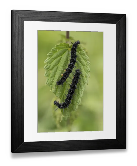 Framed Print : Peacock butterfly (Aglais io, syn) Framed Print : Peacock butterfly (Aglais io, syn)