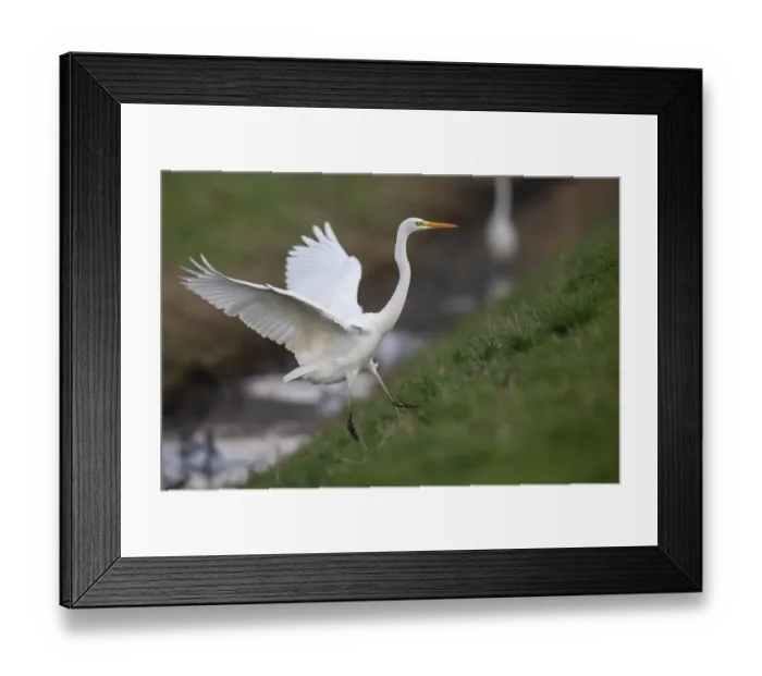 Framed Print : Great White Egret (Ardea alba, syn)
