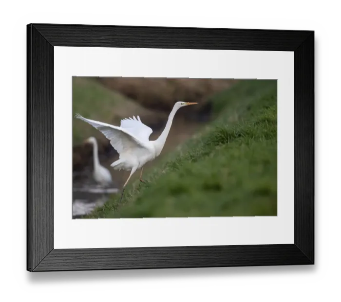 Framed Print : Great White Egret (Ardea alba, syn) Framed Print : Great White Egret (Ardea alba, syn)