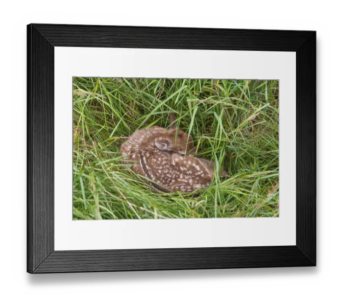 Framed Print : Fawn of a fallow deer (Dama dama) hidden in a meadow Framed Print : Fawn of a fallow deer (Dama dama) hidden in a meadow