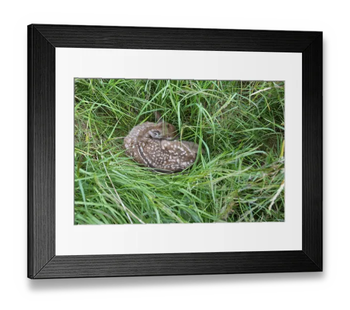 Framed Print : Fawn of a fallow deer (Dama dama) hidden in a meadow Framed Print : Fawn of a fallow deer (Dama dama) hidden in a meadow
