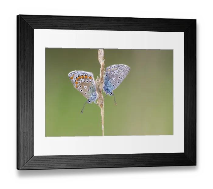 Framed Print : Blue butterfly (Polyommatus icarus) Framed Print : Blue butterfly (Polyommatus icarus)