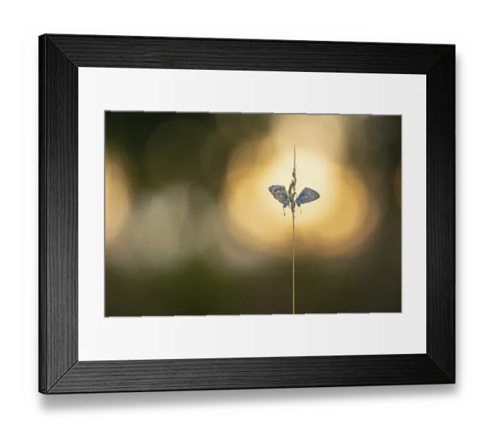Framed Print : Blue butterfly (Polyommatus icarus) Framed Print : Blue butterfly (Polyommatus icarus)
