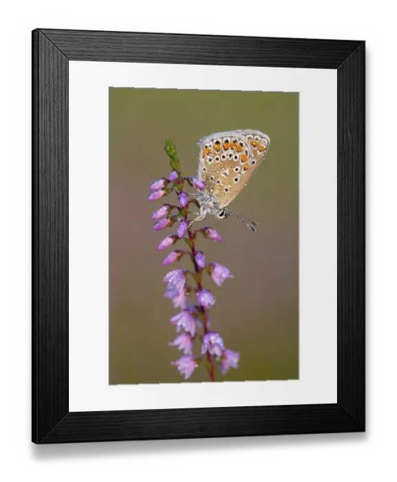 Framed Print : Blue butterfly (Polyommatus icarus) Framed Print : Blue butterfly (Polyommatus icarus)