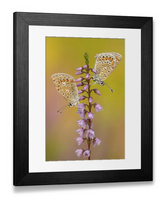 Framed Print : Blue butterfly (Polyommatus icarus) Framed Print : Blue butterfly (Polyommatus icarus)