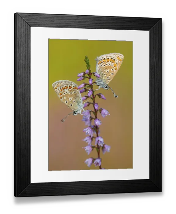 Framed Print : Blue butterfly (Polyommatus icarus) Framed Print : Blue butterfly (Polyommatus icarus)