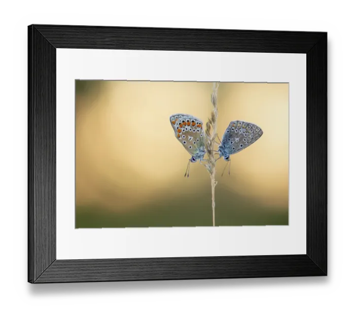 Framed Print : Blue butterfly (Polyommatus icarus) Framed Print : Blue butterfly (Polyommatus icarus)