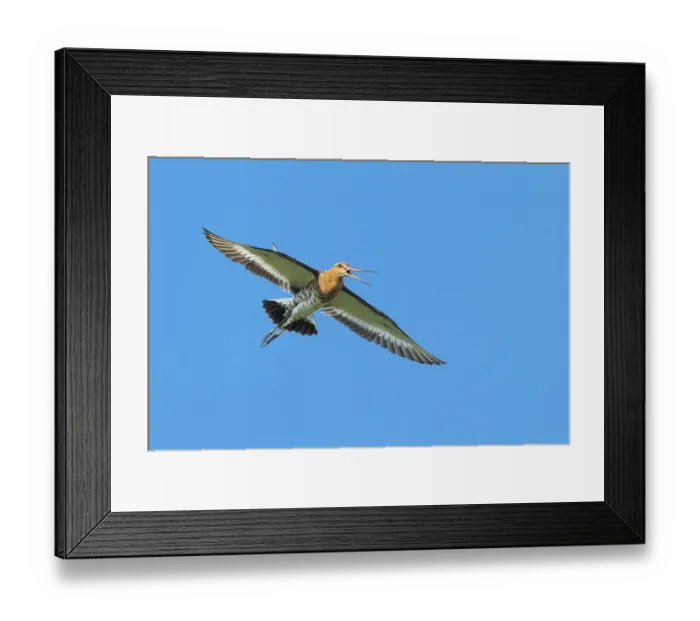 Framed Print : Black-tailed godwit (Limosa limosa) in flight Framed Print : Black-tailed godwit (Limosa limosa) in flight