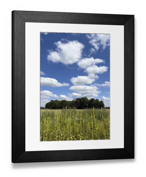 Framed Print : Blossom strips with wild flowers on the edge of a field