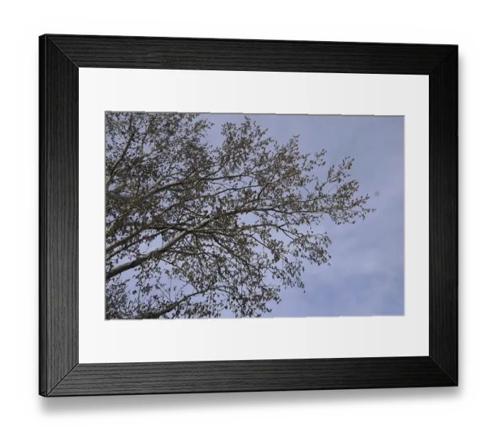 Framed Print : Blooming silver poplar. Silver poplar tree in spring Framed Print : Blooming silver poplar. Silver poplar tree in spring