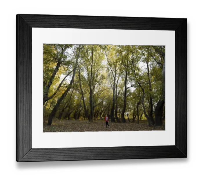 Framed Print : A girl in a forest of poplars. Walk in the autumn forest