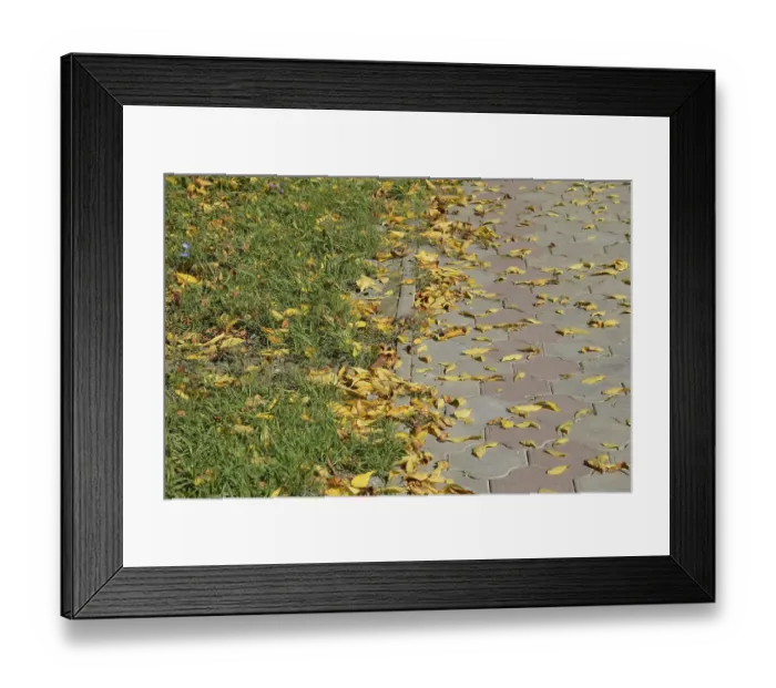 Framed Print : The leaves are yellow on the ground Framed Print : The leaves are yellow on the ground