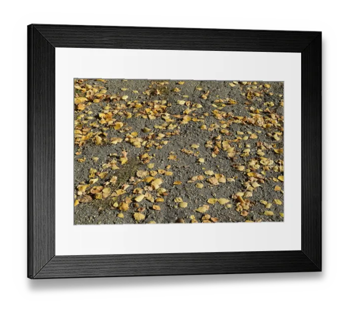 Framed Print : Collection of Beautiful Colorful Autumn Leaves