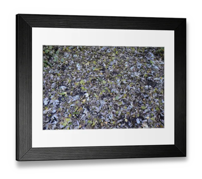 Framed Print : The leaves are yellow on the ground