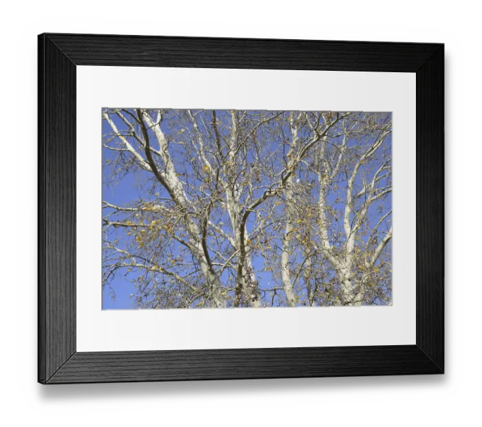 Framed Print : Background of the branches of a silver poplar Framed Print : Background of the branches of a silver poplar