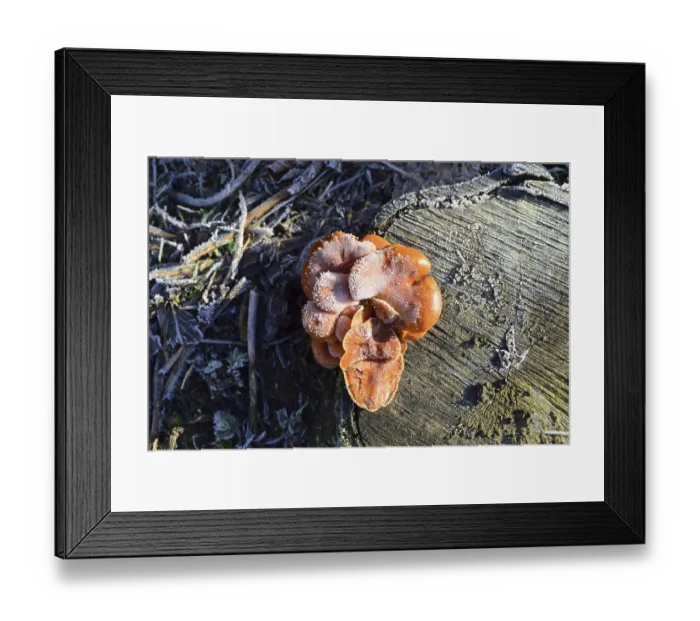 Framed Print : Orange mushrooms on a stub. New life on dead wood