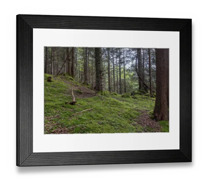 Framed Print : Lush green moss and needle-covered ground in a dense coniferous forest
