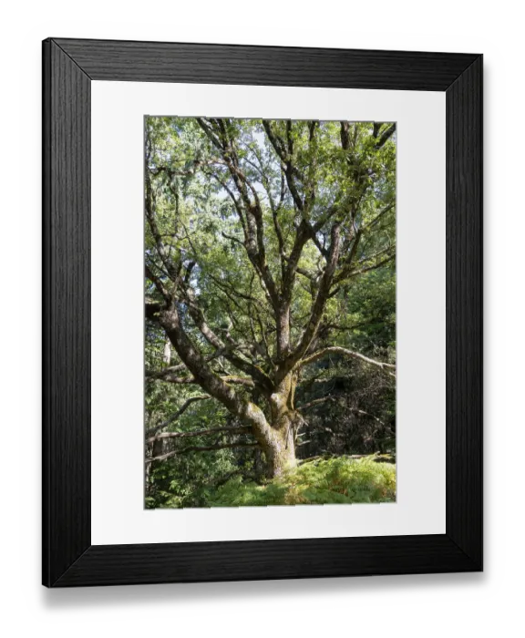Framed Print : Oak tree with green foliage and moss-covered trunk expanding branches in a forest Framed Print : Oak tree with green foliage and moss-covered trunk expanding branches in a forest