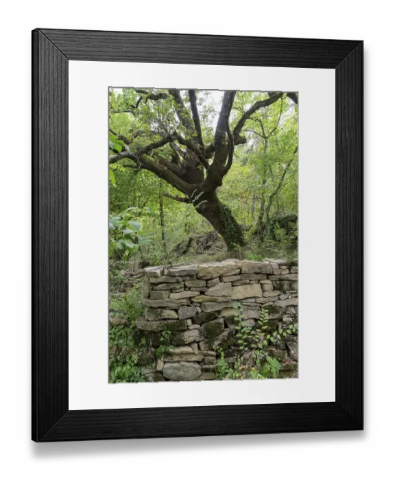 Framed Print : Ancient tree standing over a traditional dry stone rural wall in a lush green forest