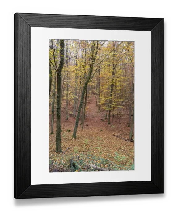 Framed Print : Forest path winding through trees covered with colorful autumn leaves creating a natural tunnel