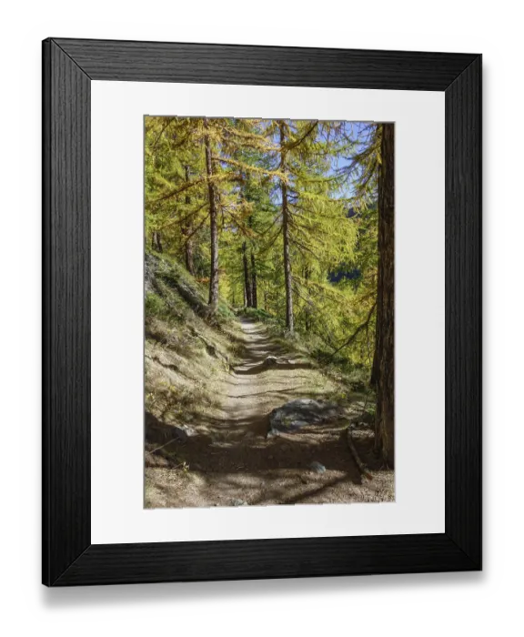 Framed Print : Forest trail through an autumnal larch forest Framed Print : Forest trail through an autumnal larch forest