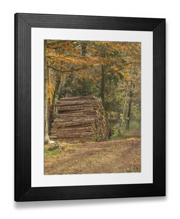 Framed Print : A tall pile of tree trunks stands next to a forest path Framed Print : A tall pile of tree trunks stands next to a forest path