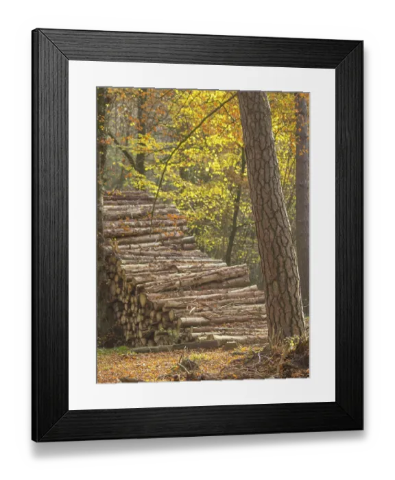 Framed Print : A pile of tree trunks lies in the golden light of an autumn forest Framed Print : A pile of tree trunks lies in the golden light of an autumn forest