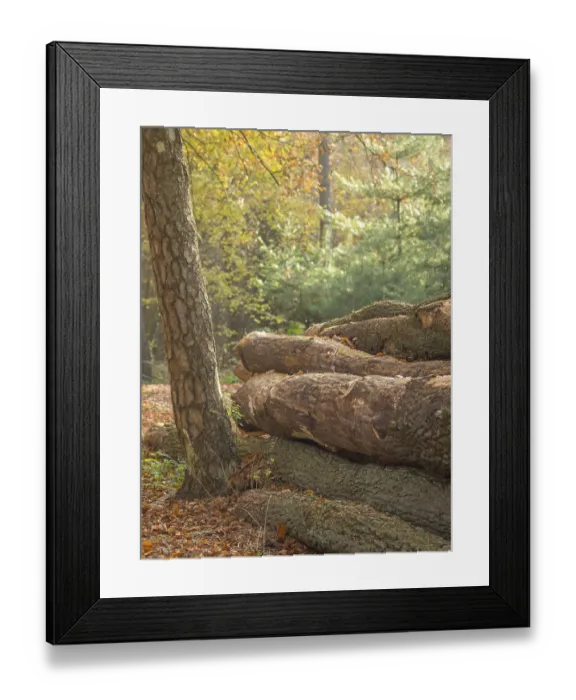 Framed Print : Stacked tree trunks in an autumn forest in sunlight Framed Print : Stacked tree trunks in an autumn forest in sunlight