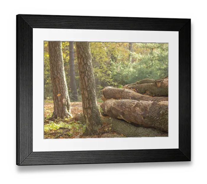 Framed Print : Several tree trunks in autumn forest under trees with sunlight