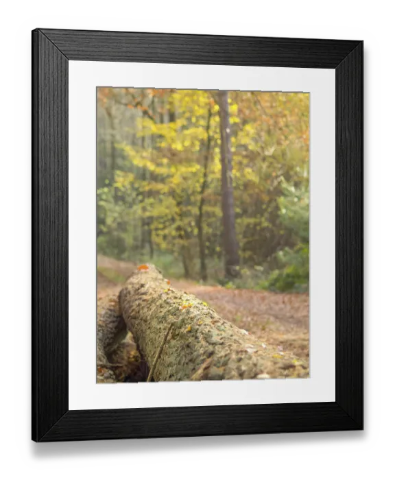 Framed Print : A felled tree trunk in the forest surrounded by autumn leaves and soft sunlight
