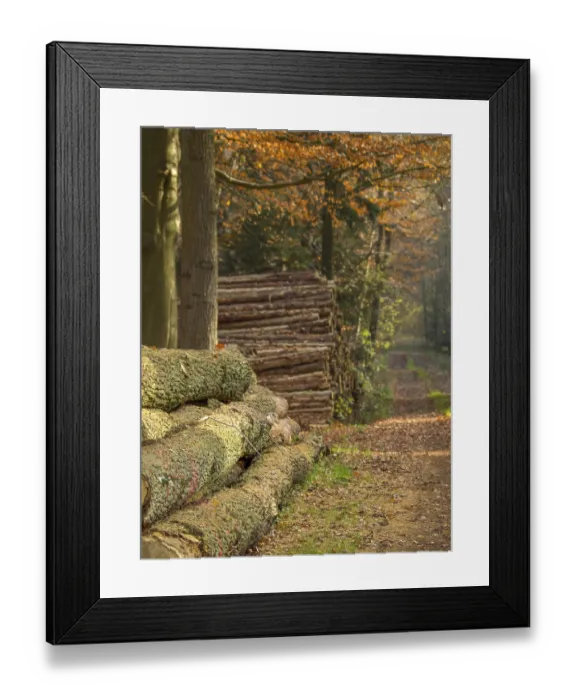 Framed Print : Stacks of tree trunks along a forest path in golden autumn light Framed Print : Stacks of tree trunks along a forest path in golden autumn light