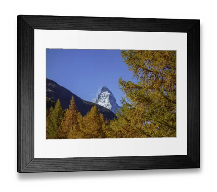 Framed Print : Matterhorn dominates golden larches in a clear autumn atmosphere Framed Print : Matterhorn dominates golden larches in a clear autumn atmosphere