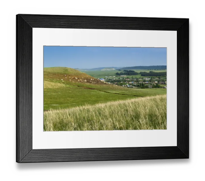 Framed Print : Hay grass grows in a field as a herd of village cows and sheep move in the background