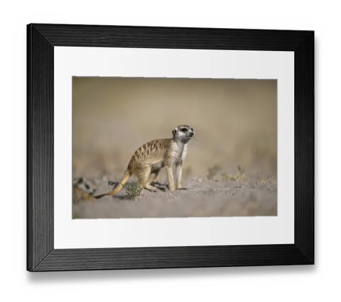 Framed Print : Meerkats or suricates (Suricata suricatta) Framed Print : Meerkats or suricates (Suricata suricatta)